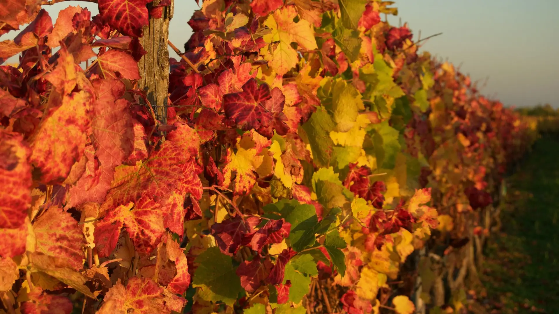Photo d'un rang de vigne durant l'automne