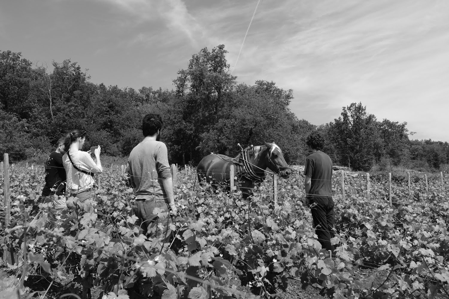 formation RNCP vigne